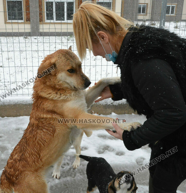 Зоодоброволци: Кучетата в „Болярово“ не са агресивни, но трябва контрол за ограничаване на популацията