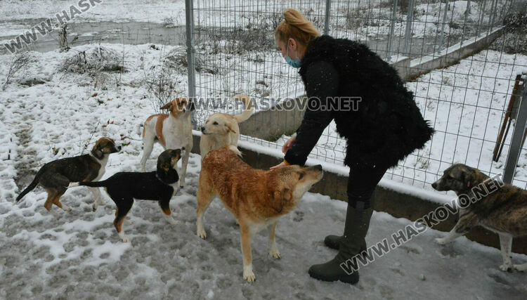 Зоодоброволци: Кучетата в „Болярово“ не са агресивни, но трябва контрол за ограничаване на популацията