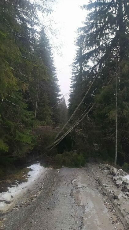 Паднали дървета блокираха линейка и два буса с пътници, пожарникари дърпаха и закъсал снегорин