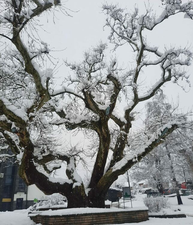 снимка:Росица Николова