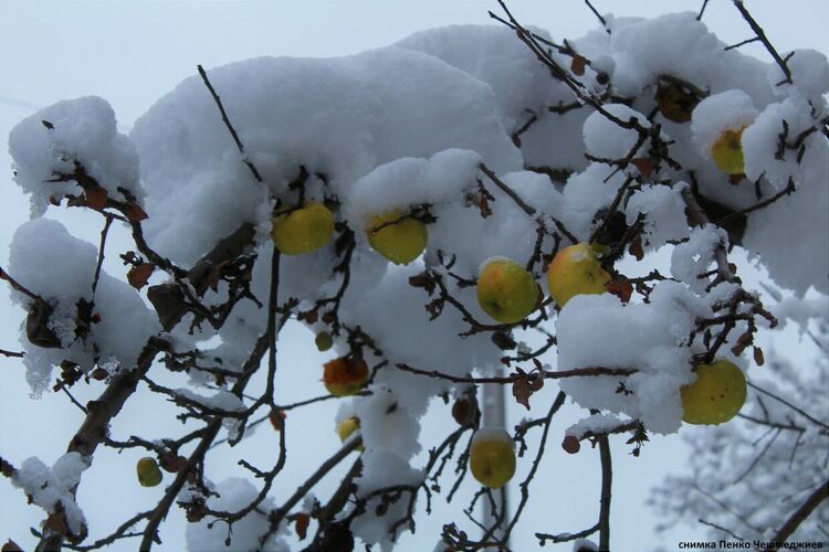 снимка: Пенко Чешмеджиев