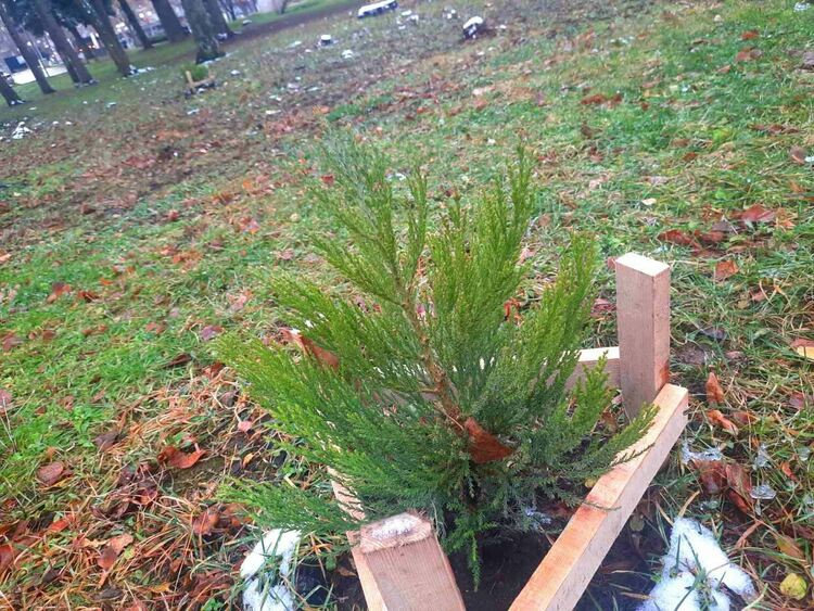 Перник става по-зелен