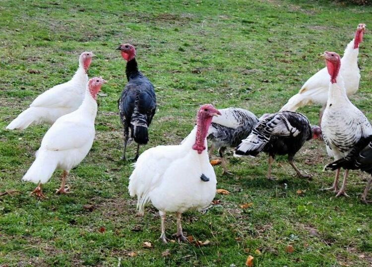 Арденци предлагат най-вкусните пуйки за Новогодишните празници