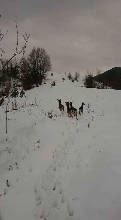ЛРС „Белите брези“ в Ардино разсели седем лопатара в ловните полета