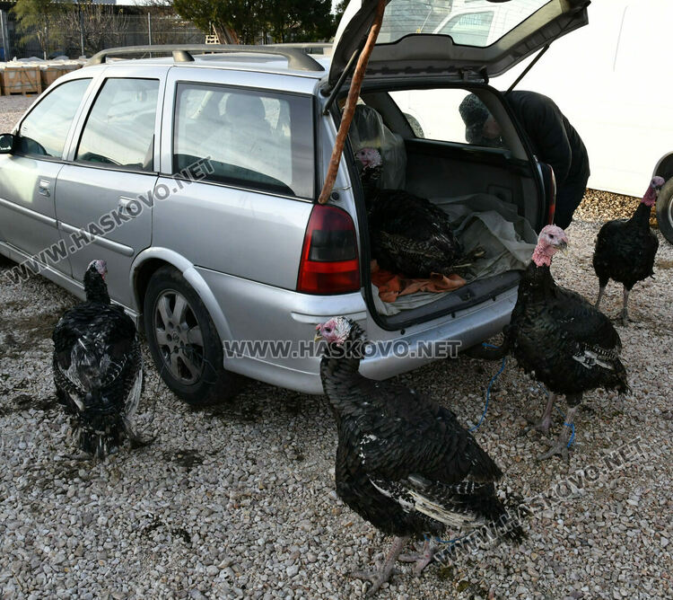 Пуйките за Коледа по 7-8 лв. за килограм в Хасково