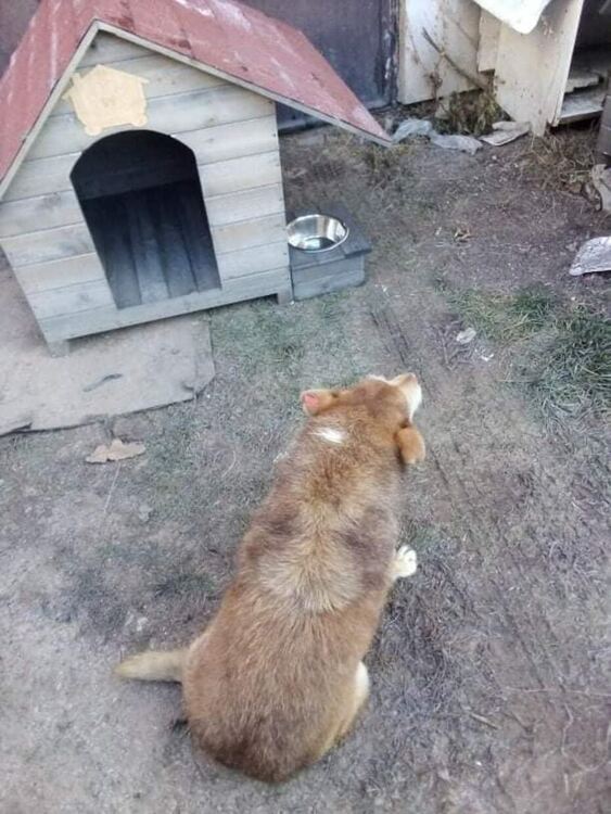 Учениците от X ОУ "Алеко Константинов" направиха дарение за Общинския приют за безстопанствени кучета