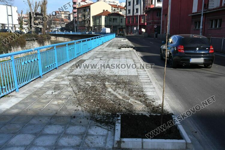 Кола изрина две от тополовите фиданки, вече засадиха нови