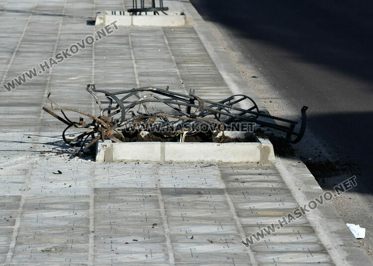 Кола изрина две от тополовите фиданки, вече засадиха нови