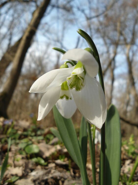 Пролет през януари