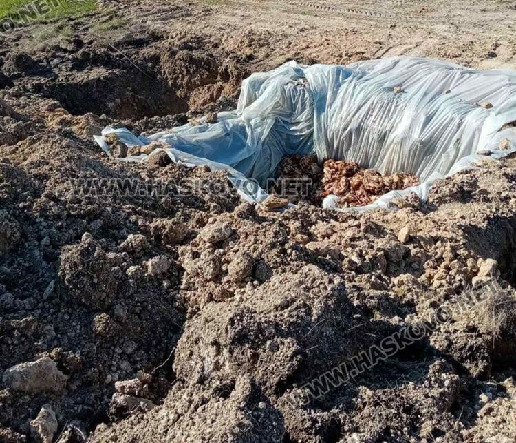 Огнището на Инфлуенца по птиците в област Хасково е ликвидирано