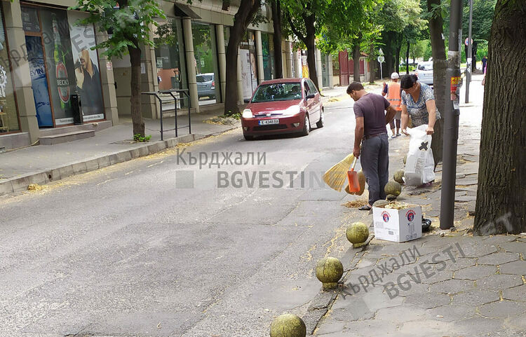 Отчитат липовия цвят, събиран по улиците на Кърджали до 20 януари