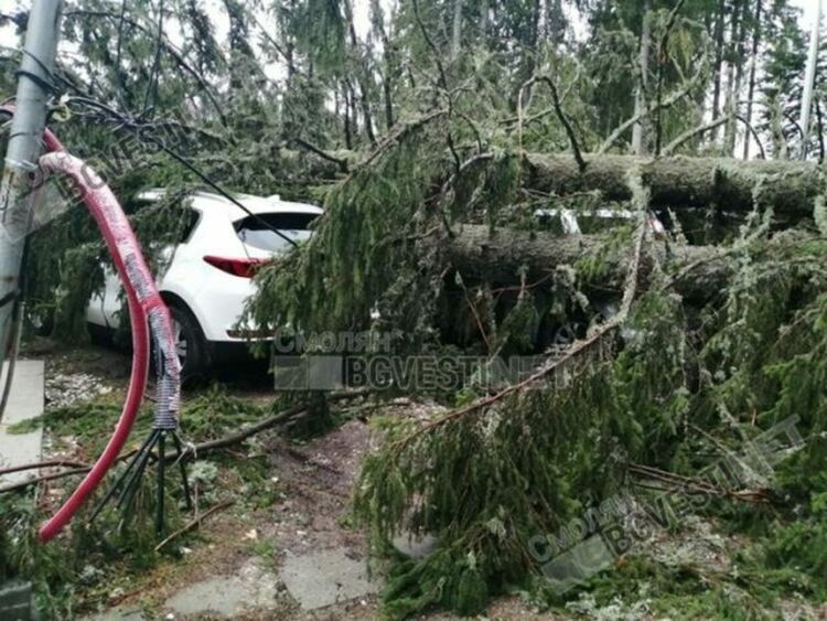 Дърво падна върху автомобил в Пампорово, няма пострадали