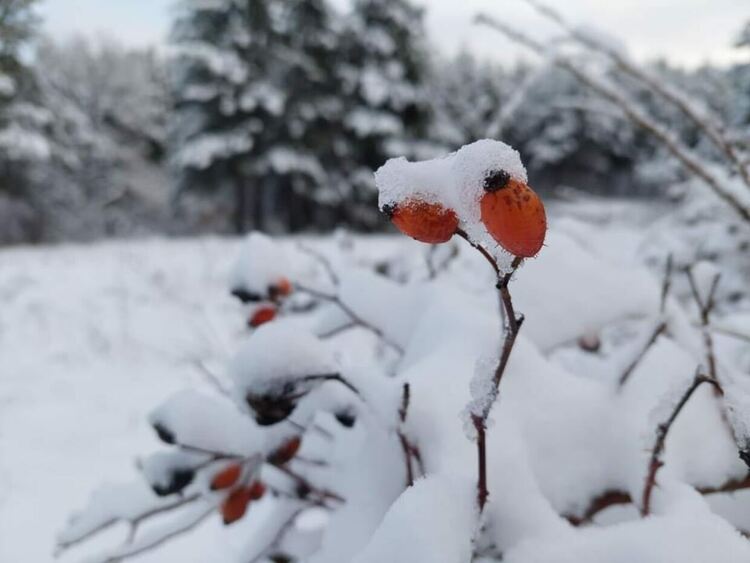 сн: Павел Одаджиев
