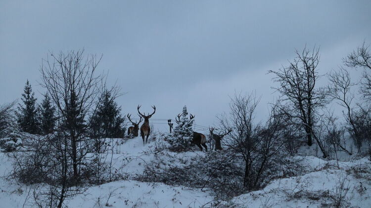 Благородни елени излязоха в близост до шосето за Ардино