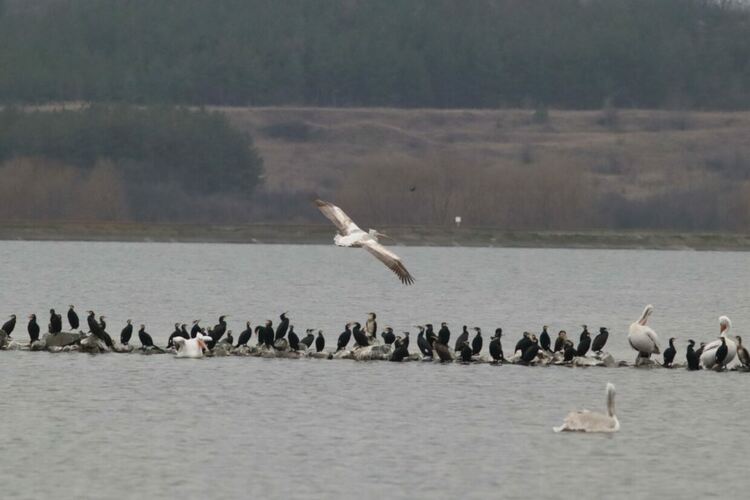 снимка: Владимир Трифонов