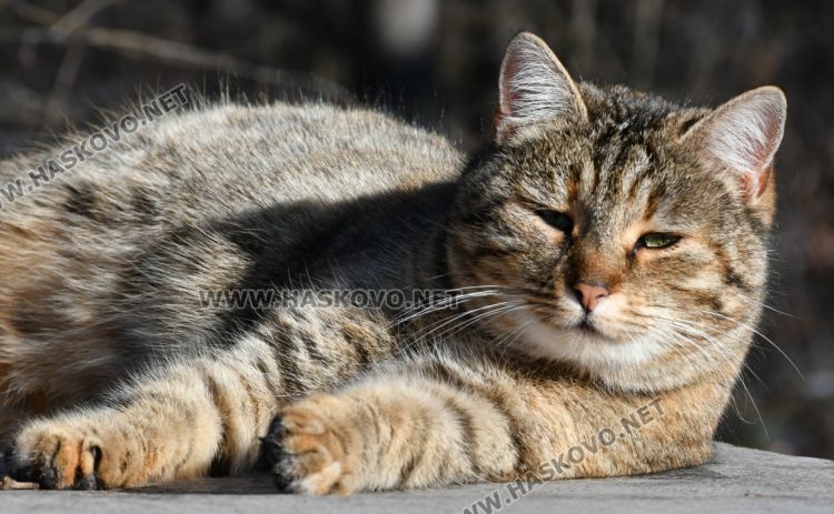 Слънчево в сряда, но с температура до 5 градуса