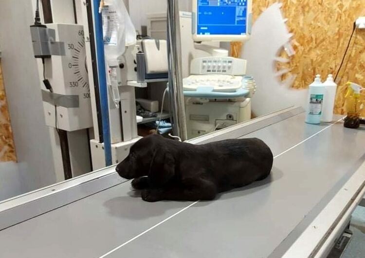 Добрият пример: Спасиха 3-месечно кутре, има нужда от операция и дом