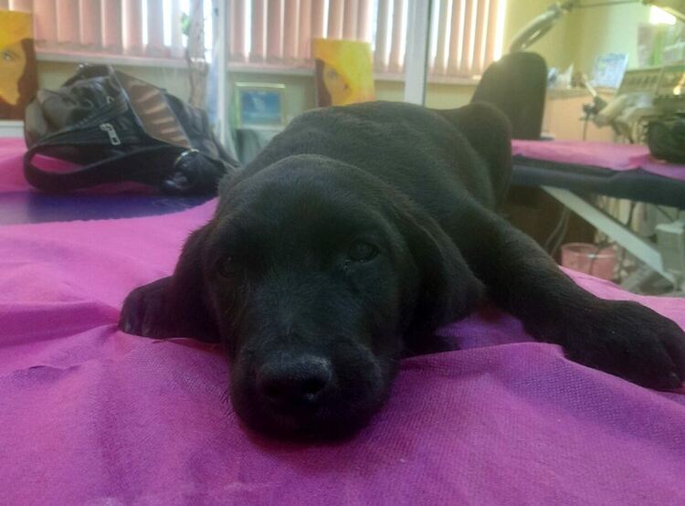 Добрият пример: Спасиха 3-месечно кутре, има нужда от операция и дом