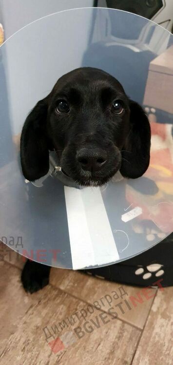 Добрият пример: пострадалото 3-месечно кутре е оперирано и си намери стопанин