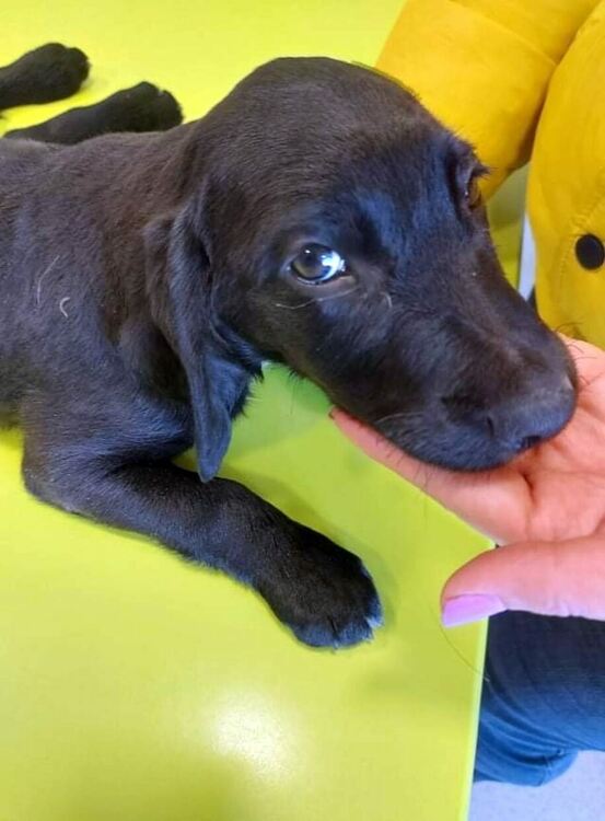 Добрият пример: Спасиха 3-месечно кутре, има нужда от операция и дом