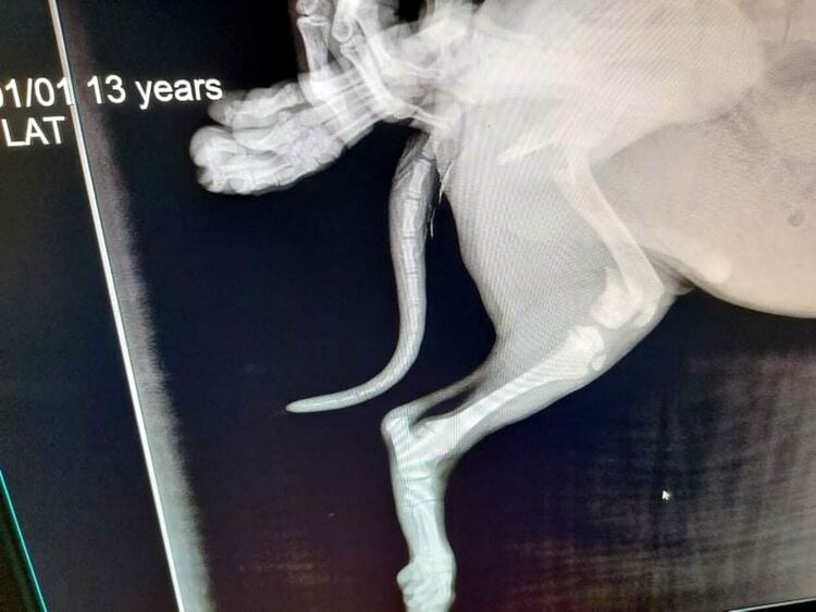 Добрият пример: Спасиха 3-месечно кутре, има нужда от операция и дом