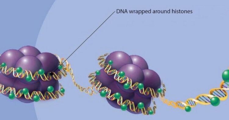 Нова научна работа твърди, че ДНК мутациите не са случайни и това взриви научния свят