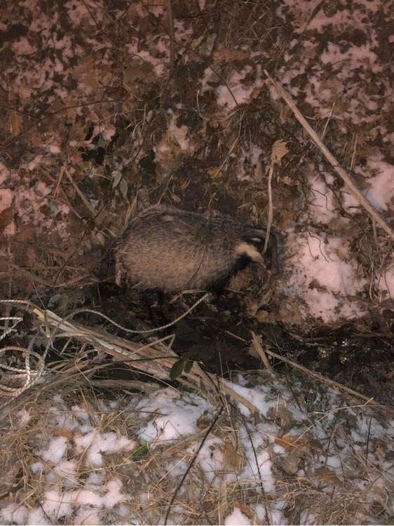 Хасковлия спаси бедстващ язовец край „Кенана“