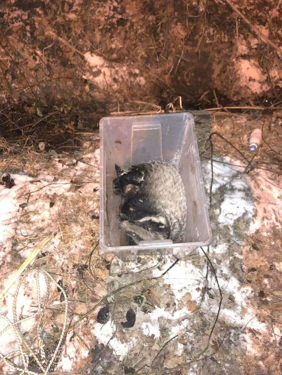 Хасковлия спаси бедстващ язовец край „Кенана“