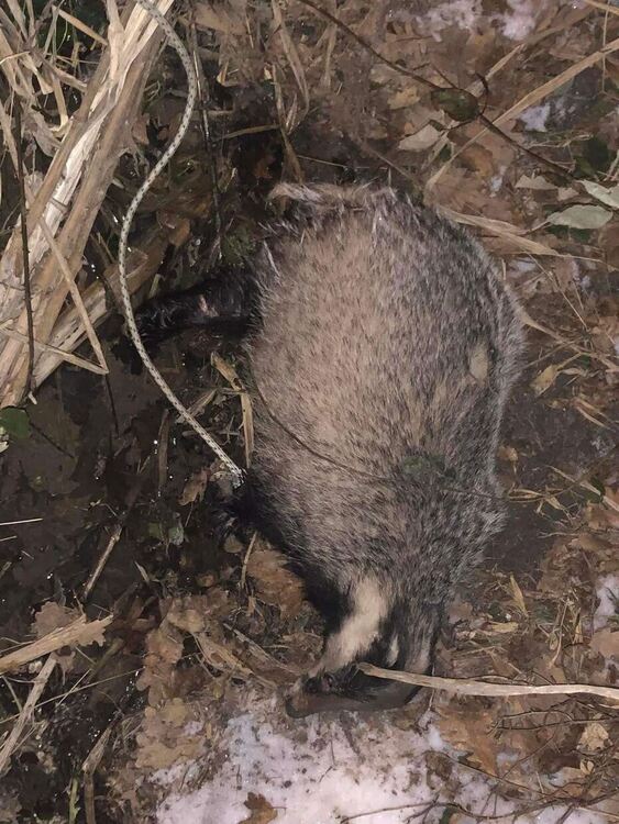 Хасковлия спаси бедстващ язовец край „Кенана“