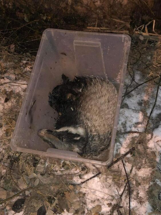 Хасковлия спаси бедстващ язовец край „Кенана“