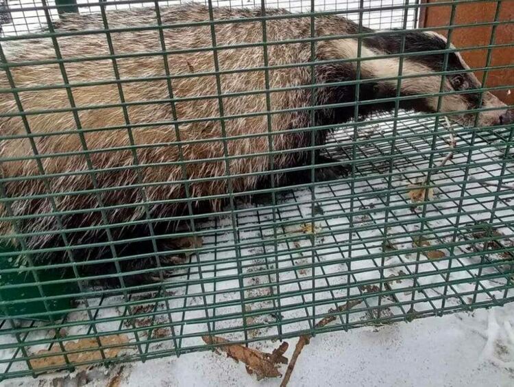 Хасковлия спаси бедстващ язовец край „Кенана“