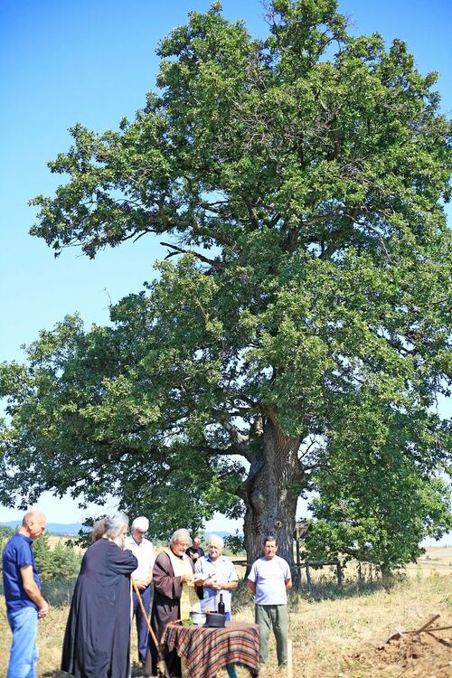 Вековният дъб край с. Студена е българското „Дърво с корен 2021”