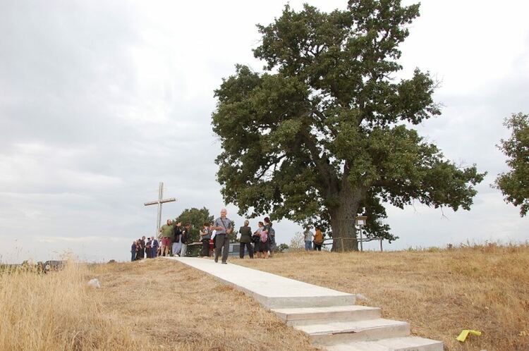 Вековният дъб край с. Студена е българското „Дърво с корен 2021”