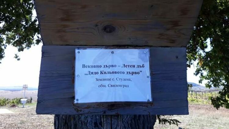 Вековният дъб край с. Студена е българското „Дърво с корен 2021”