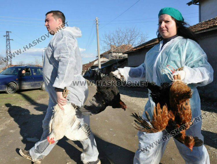 Ново огнище на птичи грип в Хасковско, умъртвяват 4 000 кокошки