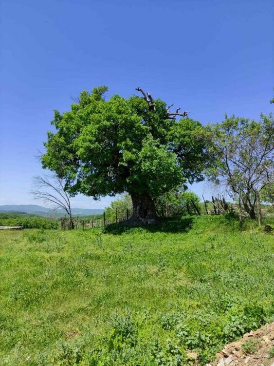 Черна топола и цер са обявени за защитени дървета с министерска заповед