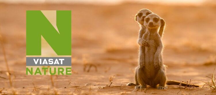 Viasat Nature: 10 неща, които може би не знаете за сурикатите