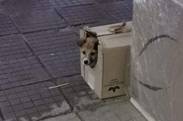 Доброволци от Кърджали осигуриха дом,за изоставено на бензиностанция кученце