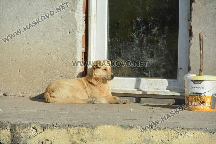 Десетки скочиха в защита на мъж, убил куче след като му удуши кокошката