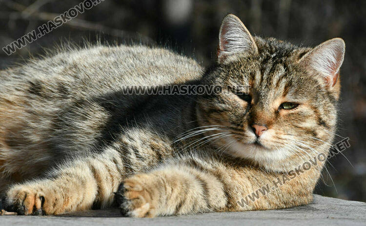 Слънчев и топъл февруарски ден