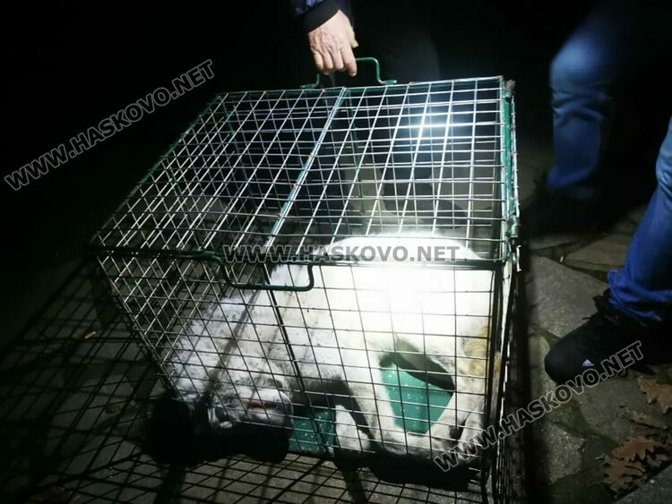 Избягалият вълк от зоопарка на Кенана е заловен