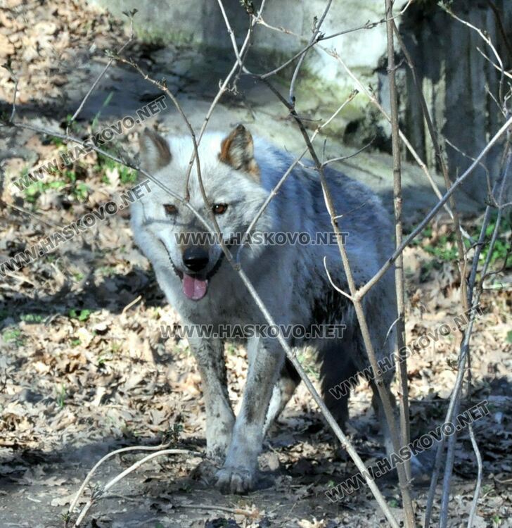 Има нахапано 14-годишно дете от вълка на Кенана, твърдят роднините