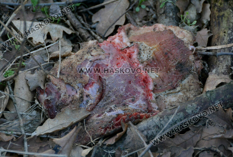 Общината излъга за вълка: не е починал, а е избягал