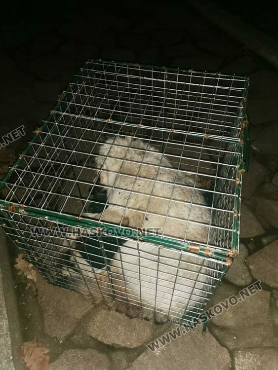 Избягалият вълк от зоопарка на Кенана е заловен