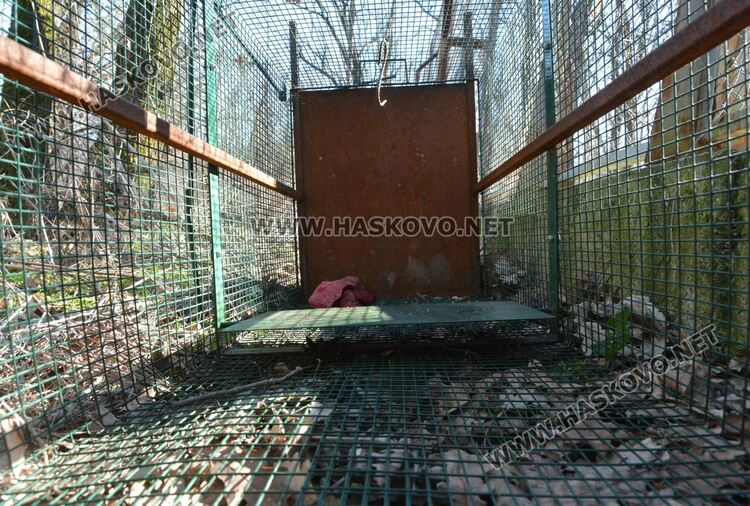 Общината излъга за вълка: не е починал, а е избягал