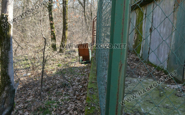 Общината излъга за вълка: не е починал, а е избягал