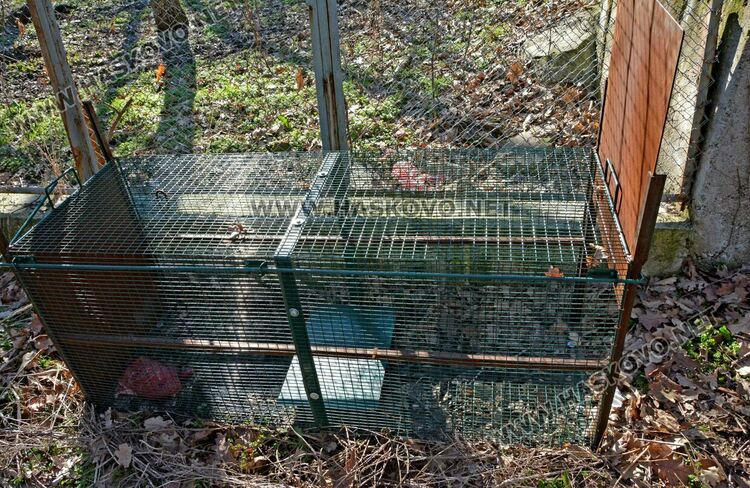 Общината излъга за вълка: не е починал, а е избягал