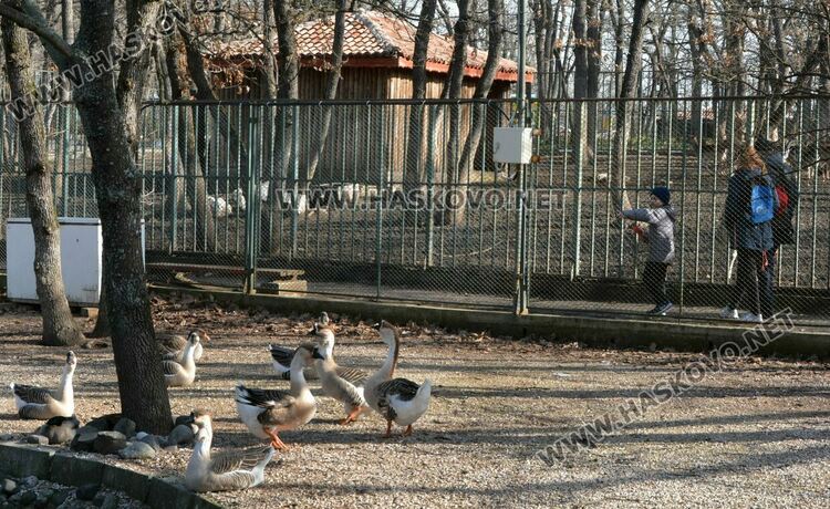 Вълкът на сигурно в клетката на мечката