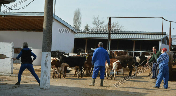 Пожар край с.Конуш в кравефермата на д-р Мустафов