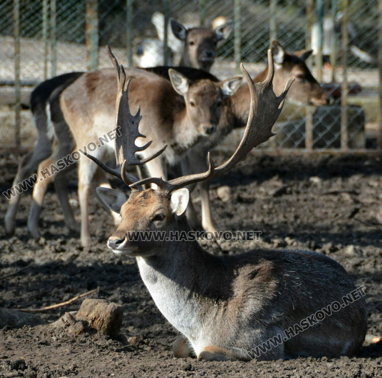 Вълкът на сигурно в клетката на мечката